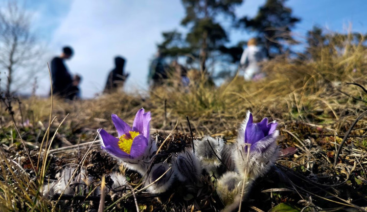 FOTO: Koniklece ohlašují příchod jara. Fialoví chlupáčci lákají milovníky přírody do Trnavy na Třebíčsku