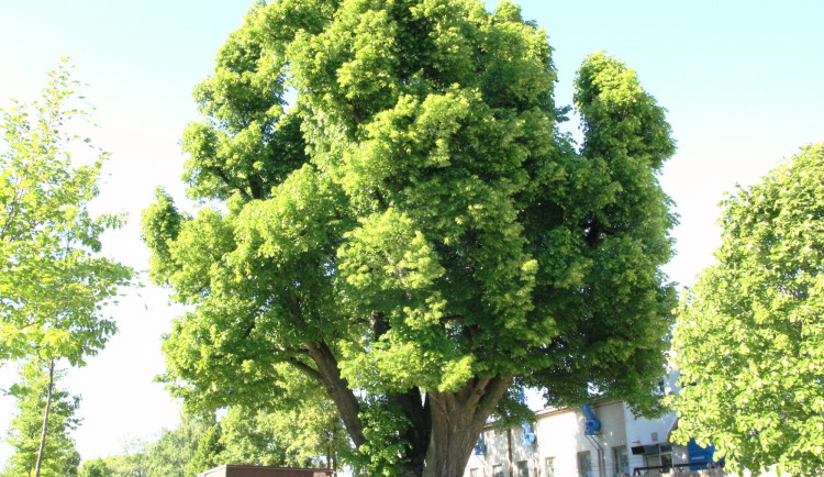 Lípa u Tokozu ve Žďáru nad Sázavou