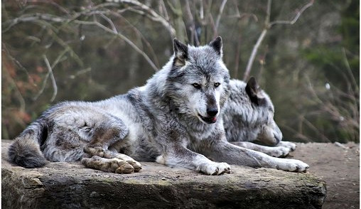 Na Českomoravské vrchovině se pohybuje vlk, v posledních měsících již podruhé