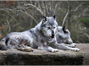 Na Českomoravské vrchovině se pohybuje vlk, v posledních měsících již podruhé