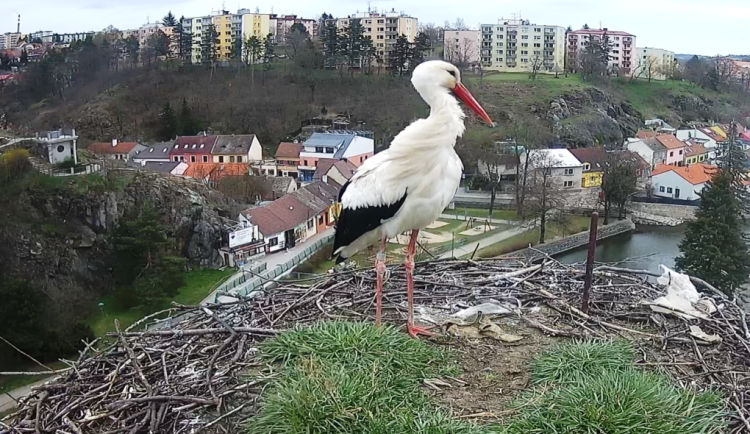 Čápi se vrací. Třebíčský Tonda už je v hnízdě, na přílet jeho partnerky Týny se netrpělivě čeká