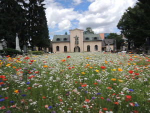 Pracujte na čerstvém vzduchu, hledáme nové zahradníky a zahradnice