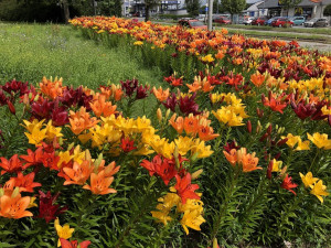 Pracujte na čerstvém vzduchu, hledáme nové zahradníky a zahradnice