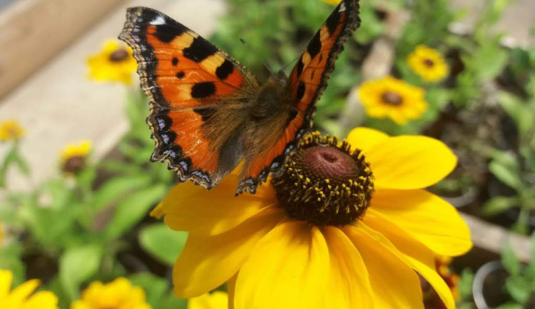 Pracujte na čerstvém vzduchu, hledáme nové zahradníky a zahradnice