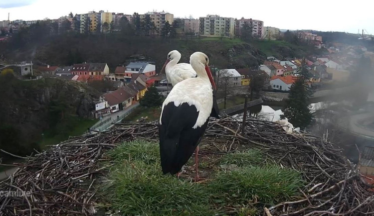 Třebíčští čápi Tonda a Týna jsou od pátku spolu