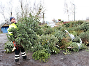 Vánoční stromky Jihlavanů půjdou na nový kompost. Na skládku v Henčově bylo přivezeno rekordní množství