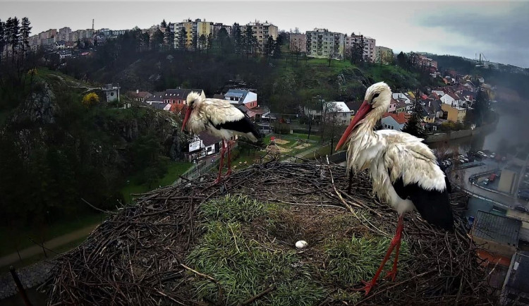 Čápi z hnízda v Třebíči. 