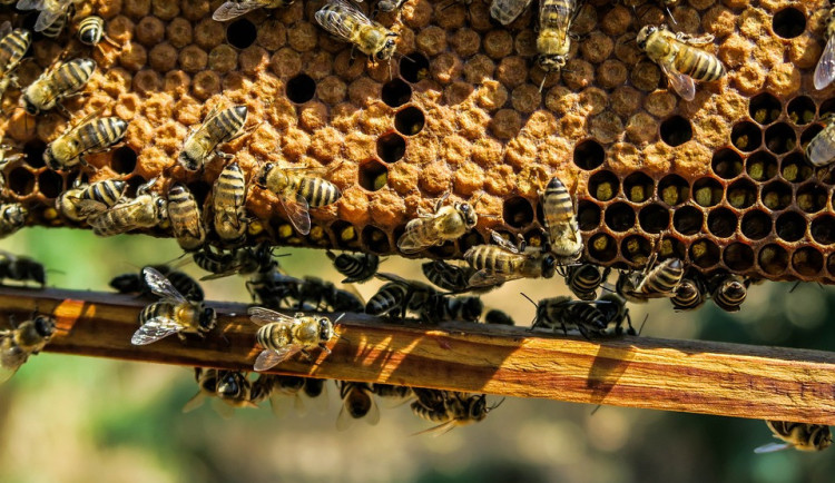 Výrobce medu: Za letošní zimu v Česku uhynula asi polovina včelstev