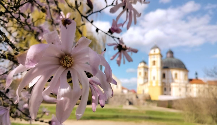 FOTO: Křehká jarní krása. V zámeckém parku v Jaroměřicích na Rokytnou rozkvetla magnolie