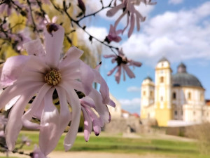 FOTO: Křehká jarní krása. V zámeckém parku v Jaroměřicích na Rokytnou rozkvetla magnolie