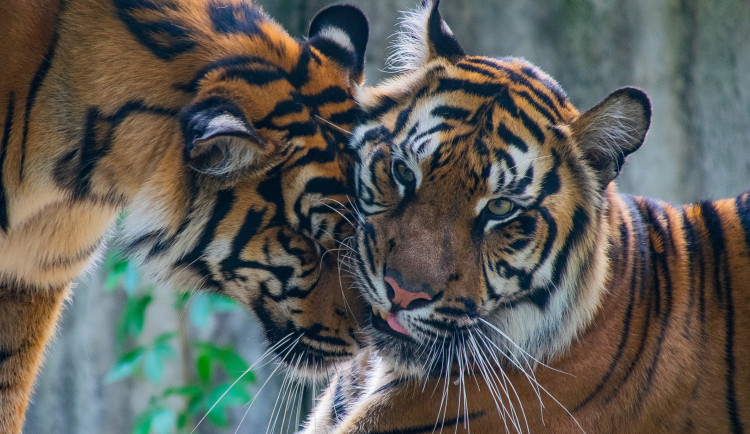 Jihlavskou zoo opouští i druhá tygřice, která se zde narodila před pěti lety. Míří do Francie