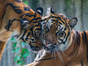 Jihlavskou zoo opouští i druhá tygřice, která se zde narodila před pěti lety. Míří do Francie