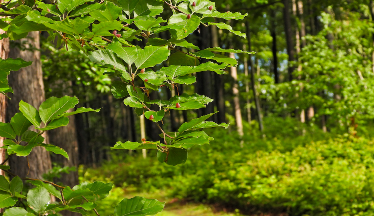 Lesy města Jihlavy zvou na druhý ročník Dne otevřených lesů