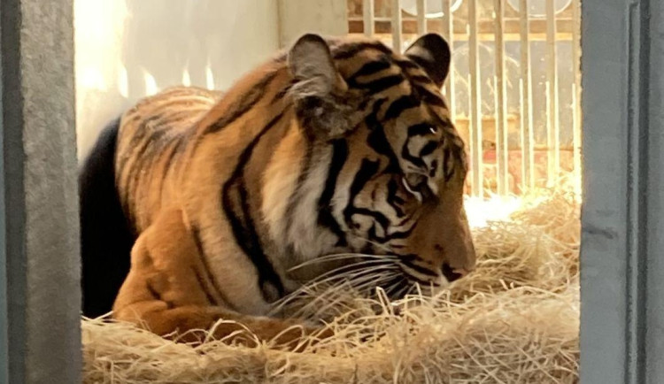 Tygřice Surya se seznamuje s novým domovem.
