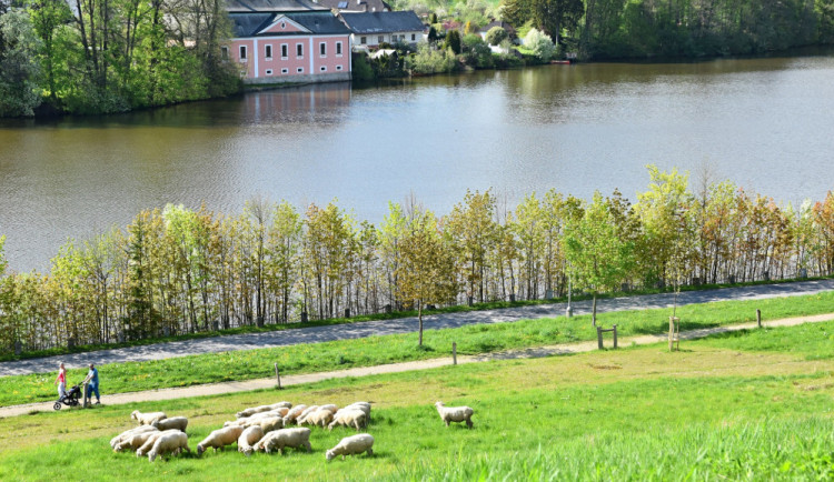 Kopec pod Zelenou horou opět zabrali berani. Budou spásat trávu na více než dvou hektarech