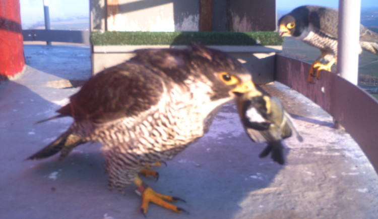 Sokolí drama na dukovanské elektrárně. Samice opustila hnízdo s vejci, samec je již nezachránil. Našel si však novou partnerku