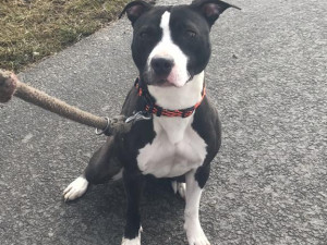FOTO: Policie hledá fenku teriéra. Do pátrání se může zapojit i veřejnost