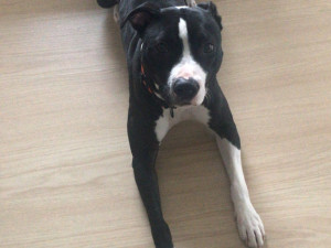 FOTO: Policie hledá fenku teriéra. Do pátrání se může zapojit i veřejnost