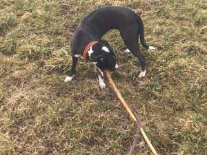 FOTO: Policie hledá fenku teriéra. Do pátrání se může zapojit i veřejnost