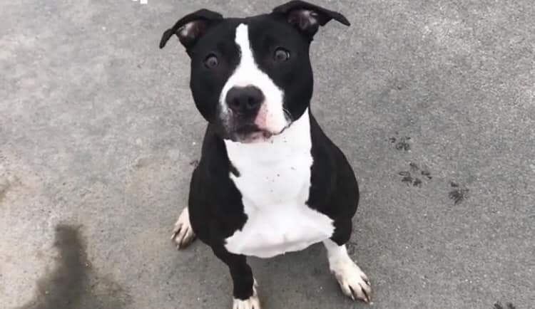 Policie hledá fenku teriéra. Do pátrání se může zapojit i veřejnost