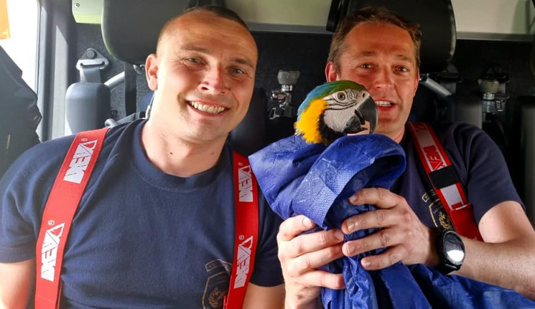 Hasiči na Březinkách chytali ročního papouška. Byli úžasní, pomohla voda, hlad a banán, říká dcera majitelky