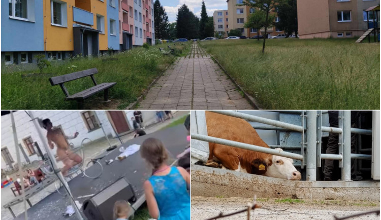 ČERVEN NA DRBNĚ: Burleska v Třebíči, neposečená tráva v Jihlavě, skryté záběry z jatek Český dvůr