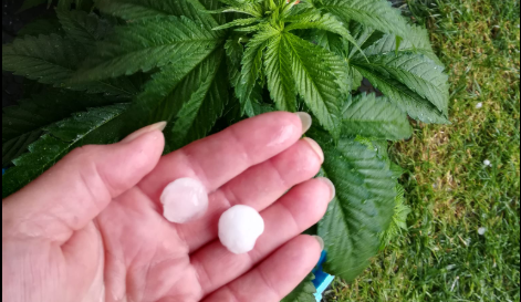 Vysočinou přešly bouřky s kroupami. Padaly při nich stromy, na Třebíčsku zastavily vlaky