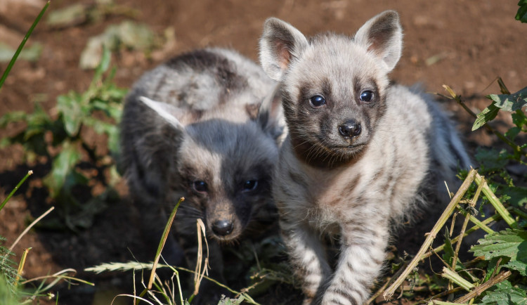 Vzácnost v jihlavské zoo. Narodila se tři mláďata hyeny žíhané, už se osmělují do výběhu