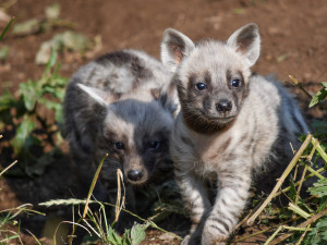 Vzácnost v jihlavské zoo. Narodila se tři mláďata hyeny žíhané, už se osmělují do výběhu