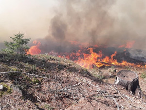 Loni hořelo v ČR nejvíce lesů za deset let. Nejčastěji k nim vyjíždí hasiči na Vysočině