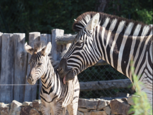 Další chovatelský úspěch v jihlavské zoo, v pondělí se narodilo mládě zebry Burchellovy
