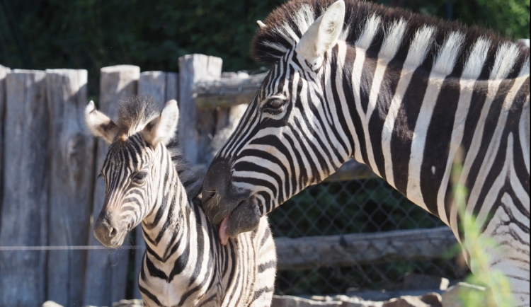 Další chovatelský úspěch v jihlavské zoo, v pondělí se narodilo mládě zebry Burchellovy