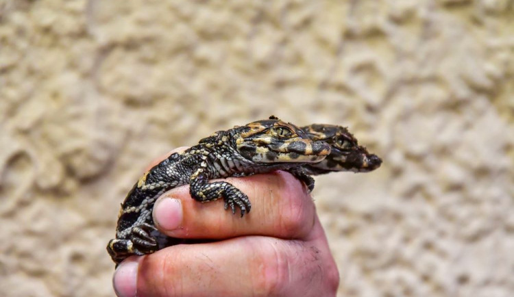Úspěch světového významu. V jihlavské zoo se vylíhla čtyři mláďata kriticky ohroženého aligátora