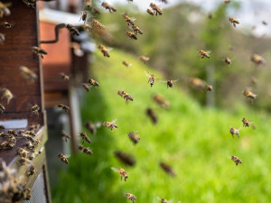 Policie šetří netradiční krádež. Někdo sebral úly se včelstvy, škoda je přes 40 tisíc korun