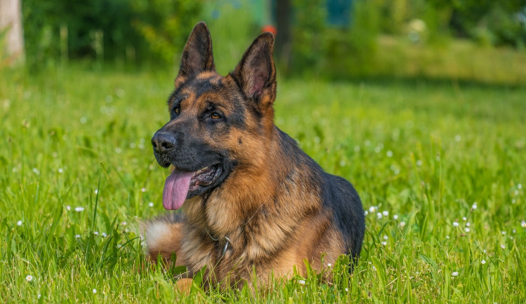 Úmrtí služebního psa ve Žďáru: Policistovi, který nechal zvíře v rozpáleném autě, hrozí půl roku ve vězení