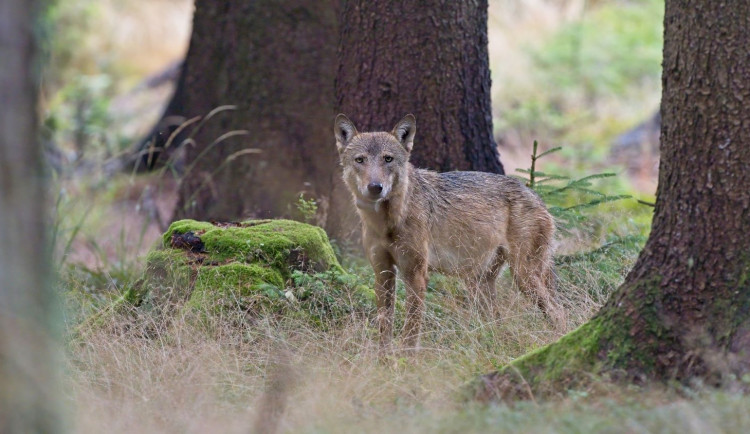 Otec mláďat, vlk Gagat,  foto: Jan Kuchyňka