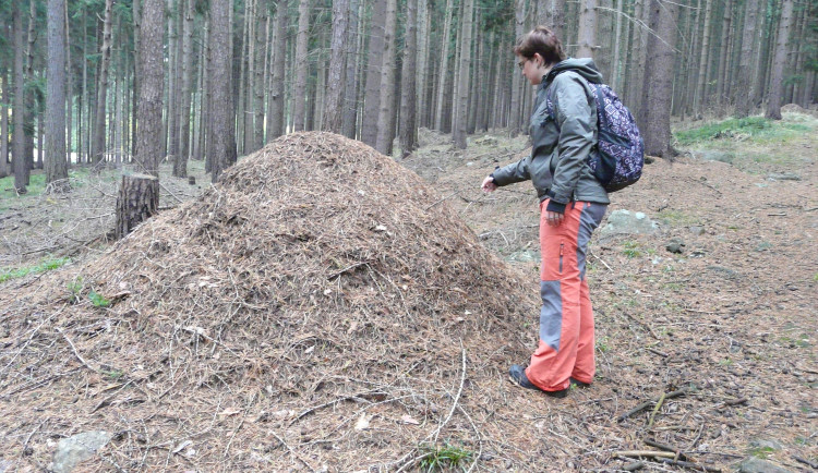 Mravenčím světem provede unikátní naučná stezka. Její stav ale narušil kůrovec