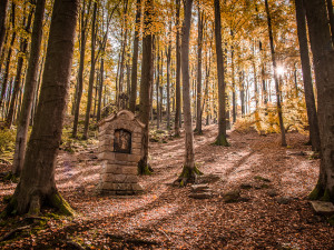 Tip na výlet: Zastavení na křemešnické stezce u Křemešníku nás poučí o léčivých studánkách a fungování lesa