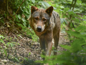 FOTO: Jihlavská zoo má nového vlka. Teď ho čeká seznamování se starší partnerkou z Barcelony