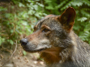 Jihlavská zoo má nového vlka. Teď ho čeká seznamování se starší partnerkou z Barcelony