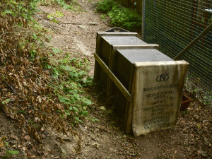 Jihlavská zoo má nového vlka. Teď ho čeká seznamování se starší partnerkou z Barcelony