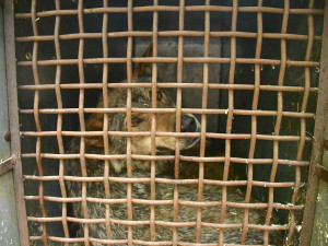 Jihlavská zoo má nového vlka. Teď ho čeká seznamování se starší partnerkou z Barcelony