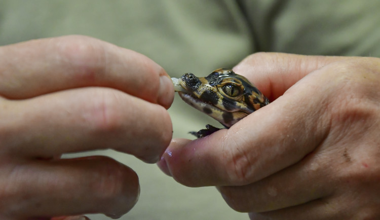 Mláďata vzácných aligátorů v jihlavské zoo mají za sebou nejkritičtější období, rostou a přibírají