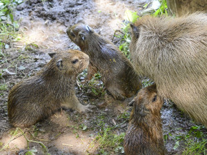 Jihlavská zoo slaví tři nové přírůstky, ve středu se narodila mláďata kapybary