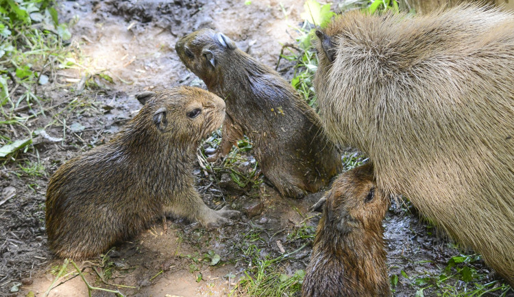 Jihlavská zoo slaví tři nové přírůstky, ve středu se narodily tři mláďata kapybary