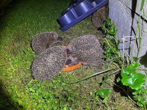 Kompletní rodinka pohromadě, paní ježková zcela vzadu