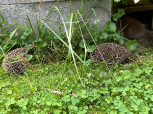 Ježkům se u nás na zahradě líbí a nám se líbí jejich společnost
