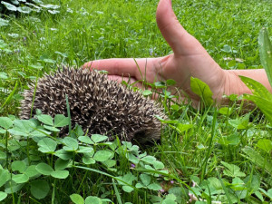 Ježkům se u nás na zahradě líbí a nám se líbí jejich společnost
