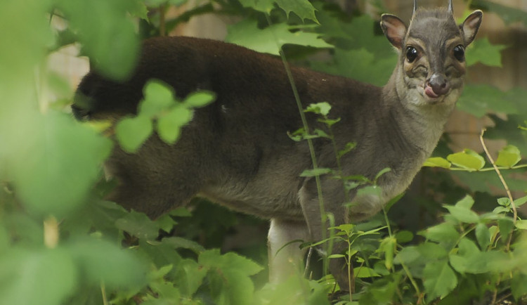 Jihlavská zoo začíná chovat malé africké antilopy chocholatky modré. Zatím se v klidu zabydlují
