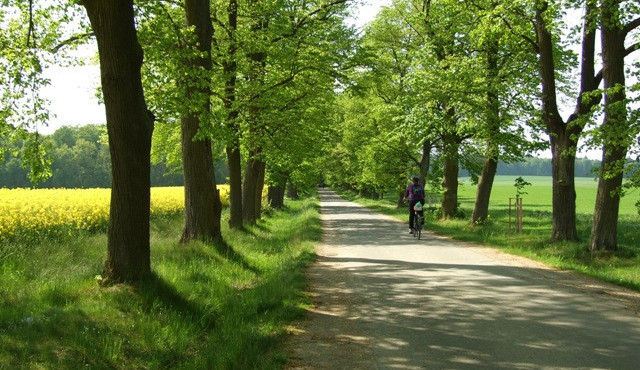Projděte si lipovou alej s dlouhou historií, která nabídne deset zastavení